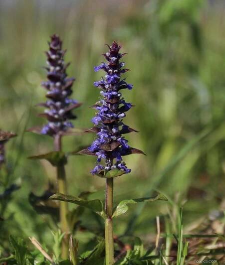 Zběhovec plazivý (Ajuga reptans)