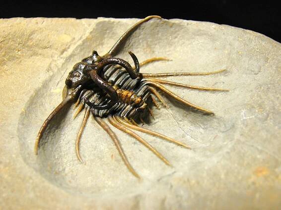 Dicranurus monstrosus - Přírodniny Vedral