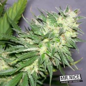 Prodej semen marihuany - NL5 x Haze 18 ks standardizovaná semínka Mr. Nice