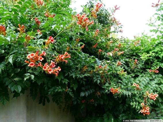 Campsis radicans křivouš kořenující Campsis curtisii Bignonia radicans Tecoma radicans trubač