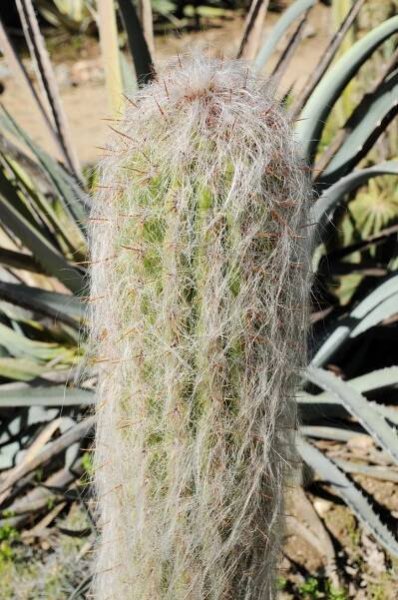 Cereus bruennowii - eshop, prodej, semena, rostliny, pěstování, fotografie, množení, popis, atd. -> www.rostliny.net