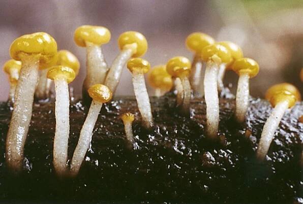 Vibrissea truncorum (míhavka vodní) | BioLib.cz