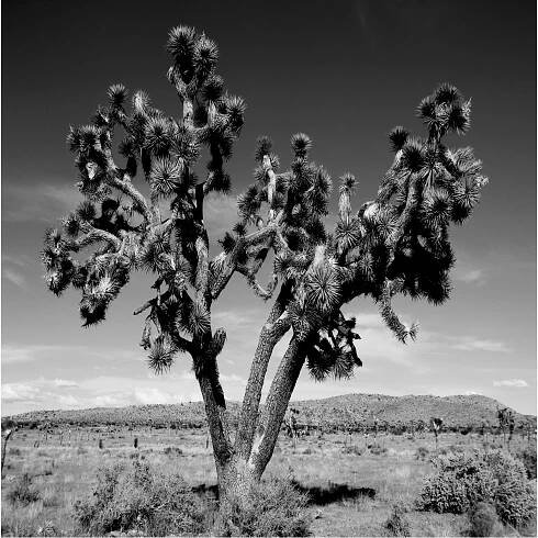 Joshua Tree Archives - Michael Weems Collection