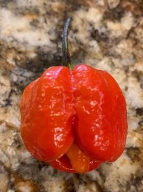 about Trinidad Moruga Scorpion peppers