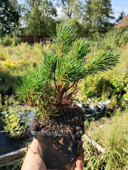 Borovice kleč var. mughus - 15-20cm, k9| On-line zahradnictví