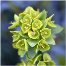 Pryšec statný - Euphorbia characias - semena pryšce - 18 ks od 43 Kč - Heureka.cz