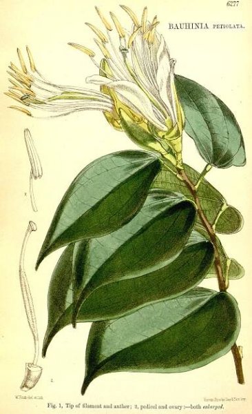 Angiosperm families - links to images 