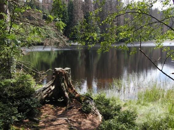 Foto: Šumavské jezero otrávily za komunistů kyselé deště. Teď se tam vracejí pstruzi
