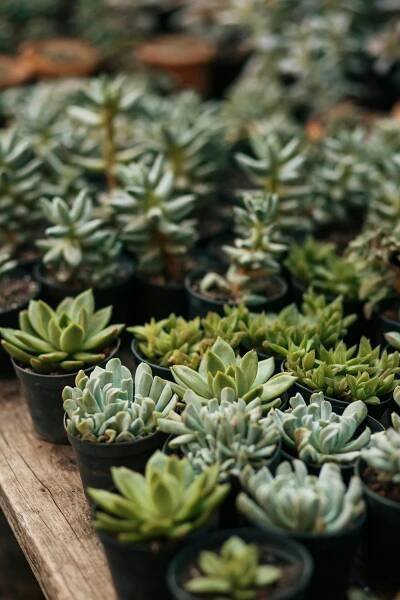 Základová fotografie na téma botanický, dekorace, echeveria, ekologický, flóra, hrnce, hrnkové rostliny, kaktus, kytka