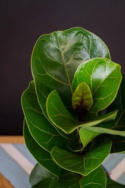 Ficus lyrata ‘Bambino’ - Image 2