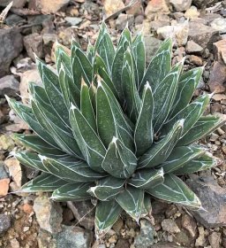 ruthbancroftgarden:
“ Agave victoriae-reginae
Agave victoriae-reginae seems almost too good to be true, with its dense compact rosette of leaves adorned with stunning white stripes. The species varies quite a bit, with three different forms pictured...