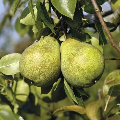 Hrušeň podzimní BIO FloraSelf Bio Pyrus communis 'Charneux' výška kmene 30-35 cm celková výška 80-90 cm květináč 5 l