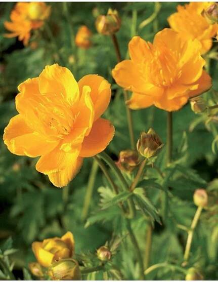 Trollius chinensis GOLDEN QUEEN - upolín