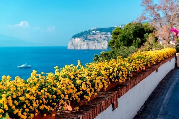 Květiny v Piano di Sorrento. Pobřeží Amalfi. Itálie — Stock obrázek