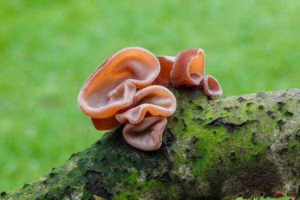 File:Echt judasoor (Auricularia auricula-judae) Familie Auriculariaceae op een dode tak 03.jpg - Wikimedia Commons