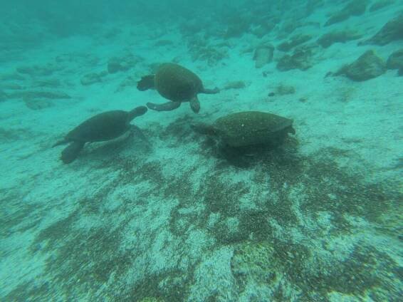 Galapágy - Lowcost Traveling
