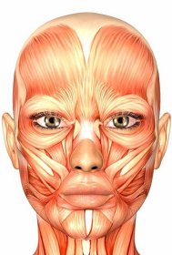 Obličejová jóga - základy anatomie