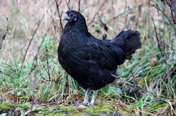 Slepice AYAM CEMANI