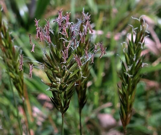 Soubor:Anthoxanthum odoratum in flower.jpg – Wikipedie