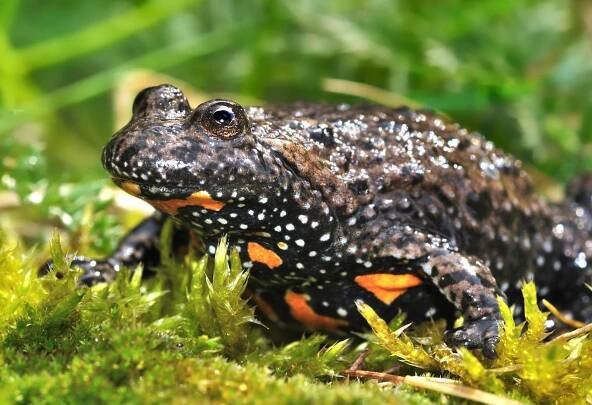výstražné zbarvení břicha kuňky obecné (foto: M. Pelánek)