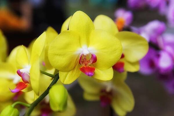 bezplatná Detail zářivě žlutých orchidejí s fialovými odstíny na pozadí s měkkým zaměřením. Základová fotografie