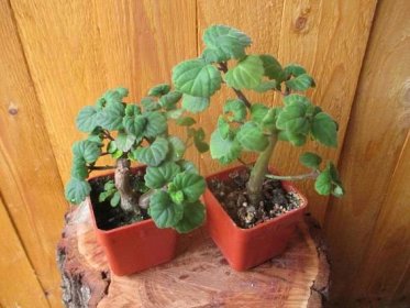 Plectranthus ernstii ( sukulentní bonsai ) - Dům a zahrada