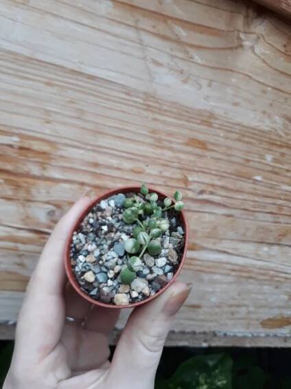 Senecio rowleyanus variegata