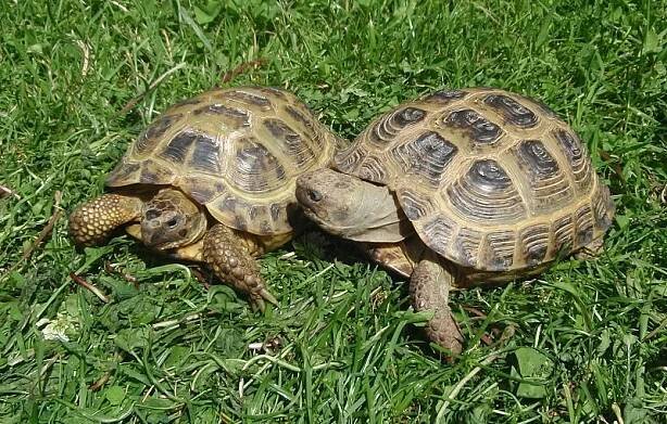 Želva čtyřprstá (Testudo horsfieldii)