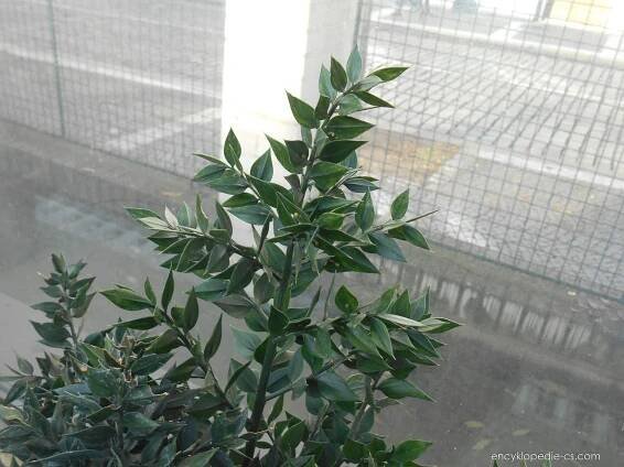 Listnatec ostnitý (Ruscus aculeatus)