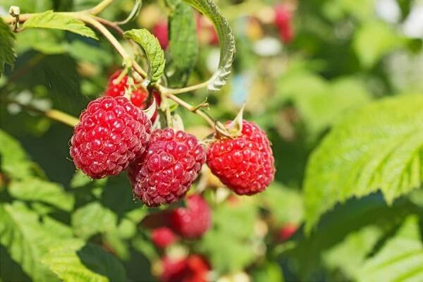 Raspberries ready to harvest
