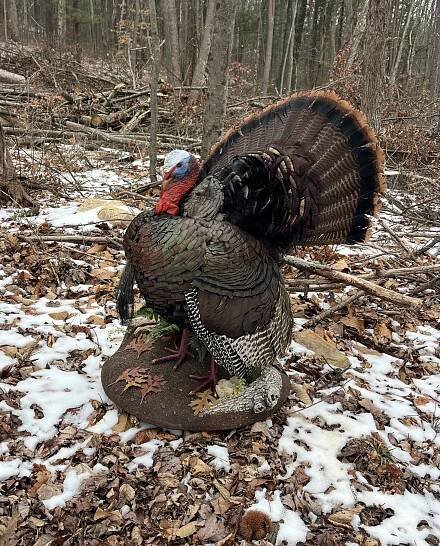 Turkey Mounts - Young's Taxidermy