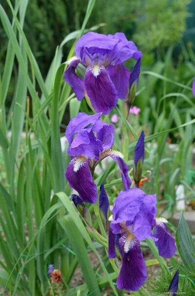 Kosatec - Iris marsica