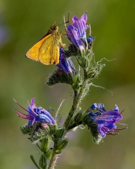 Essex Skipper