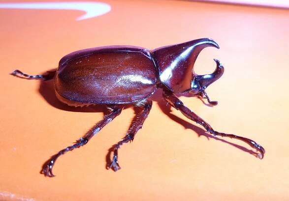 Beetles