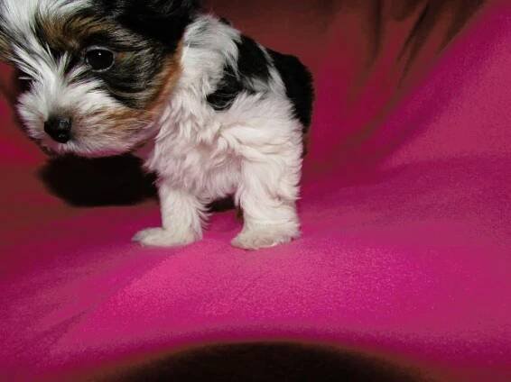 Biewer yorkshire terrier na prodej - Yorkšírský teriér (086)
