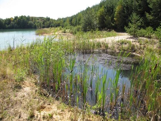 Pískovna Cep II - forumochranyprirody.cz