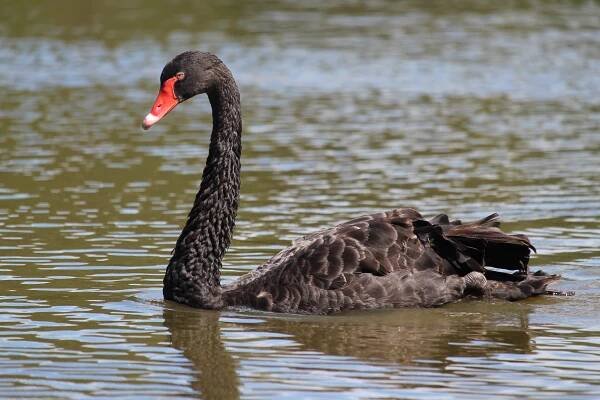 Cygnus atratus