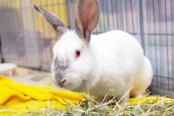 Adoptable Rabbits - Cali — Pumpkin's Acres Rabbit Rescue Inc.