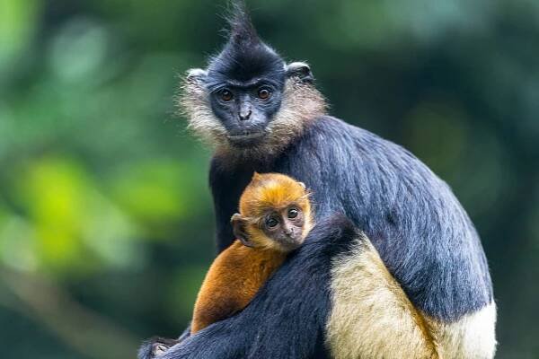 Delacour's langur