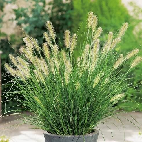 OBI Dochan psárkovitý průměr květináče cca 17 cm Pennisetum