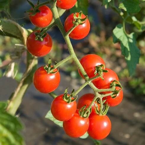 Rajče tyčkové cherry 'Charmant' F1