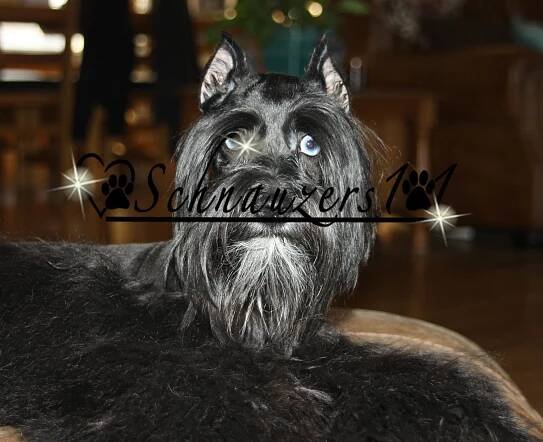 Finley - Schnauzers 101