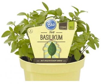 Bio Bazalka thajská, Ocimum basilicum, v květináči skladem