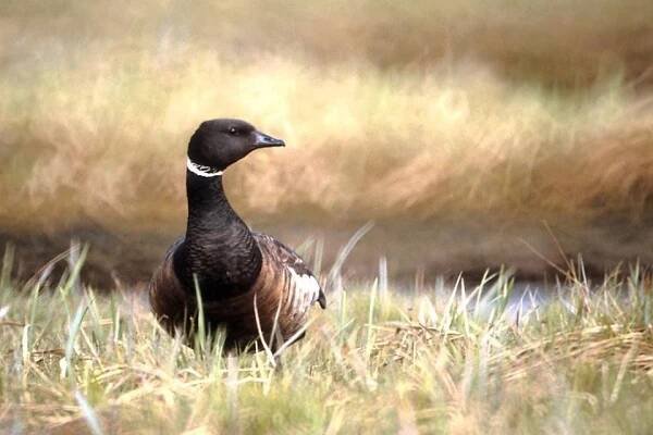 Branta bernicla - berneška tmavá