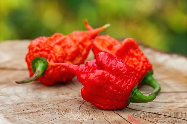 The Beast | Chilli semena | Chilli semena | Chilli semínka | Chilli omáčky | GOROL CHILLI