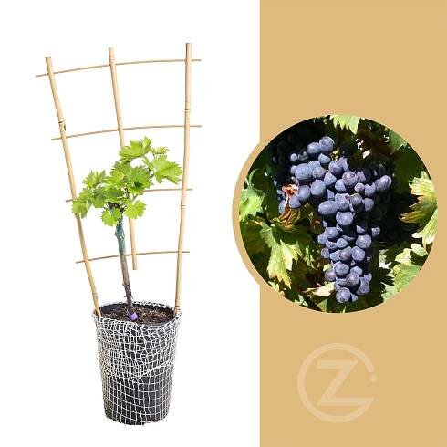 Réva vinná, Vitis vinifera Nero, modrá skladem