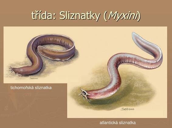 PPT - podkmen: OBRATLOVCI PowerPoint Presentation, free download - ID:4212514
