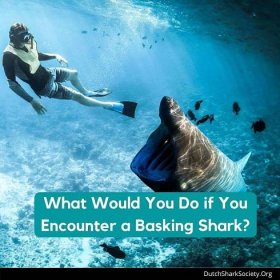 What Would You Do if You Encounter a Basking Shark?