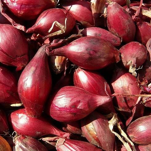 Cibule sazečka Romy - Allium cepa - prodej cibulek - 250 g
