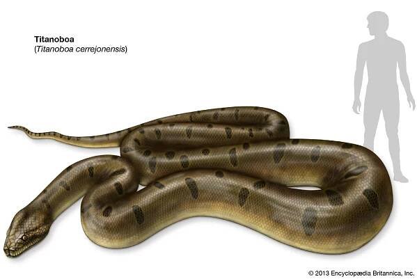 Titanoboa